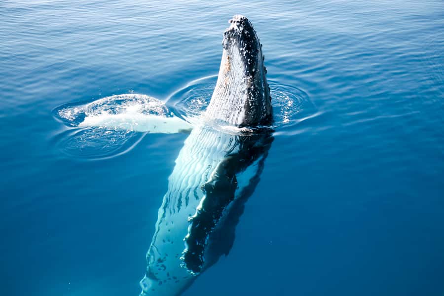 Hervey Bay 4-Hour Whale Watch Encounter - Whale watching that centers on where you stand, not where you sit
