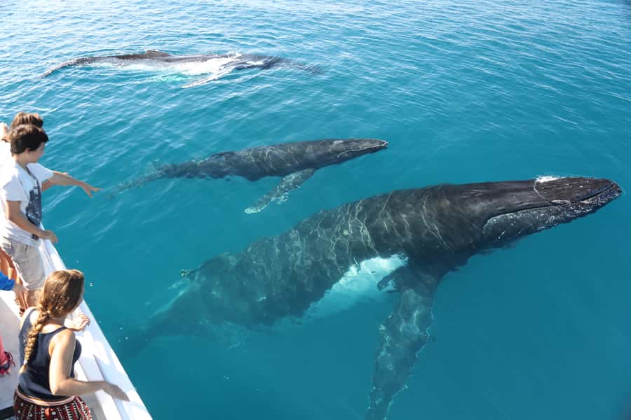 Hervey Bay 4-Hour Whale Watch Encounter - What the onboard commentary adds to the spotting game