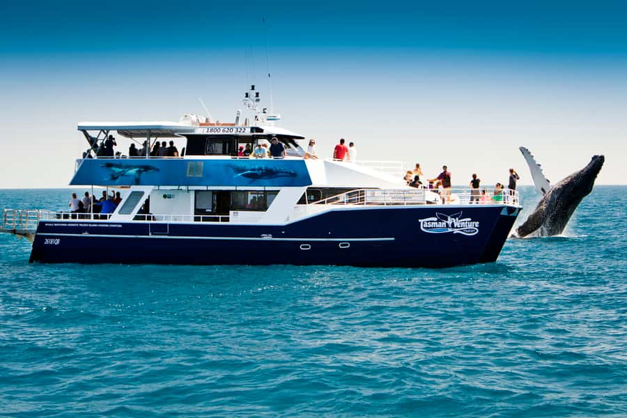 Hervey Bay 4-Hour Whale Watch Encounter - Getting on board: Tasman Venture, the marina, and pickup that works