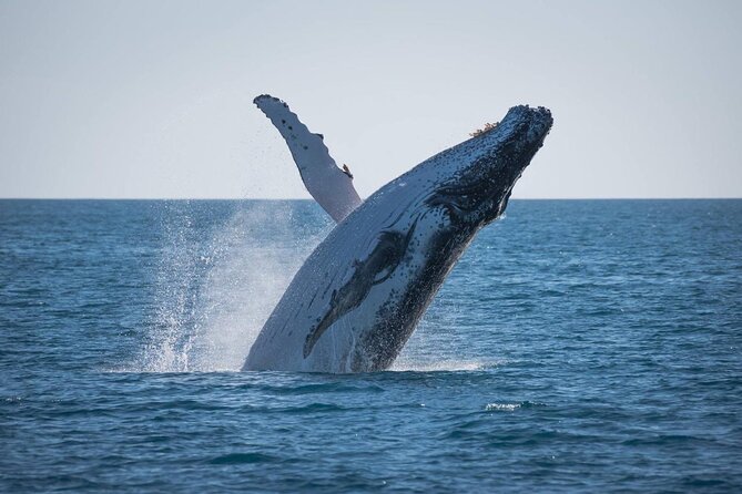 Hervey Bay: Best Value Half Day Whale Watching Cruise - Quick Cat II and Hervey Bay, for the best bang per hour