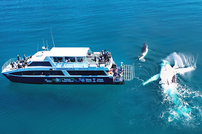 Hervey Bay: Best Value Half Day Whale Watching Cruise - Morning vs afternoon: picking the departure that fits your day