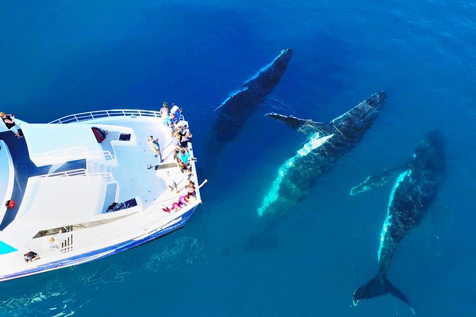 Hervey Bay: Best Value Half Day Whale Watching Cruise - Price and value: what $85.35 buys you