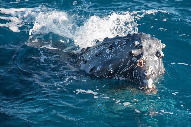 Hervey Bay: Best Value Half Day Whale Watching Cruise - What you will actually spot on the cruise