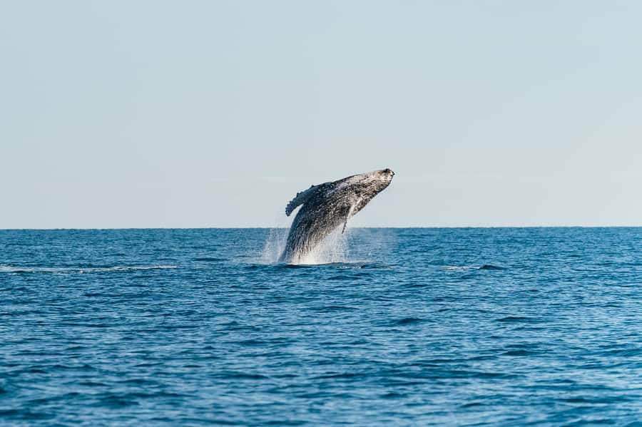 Hervey Bay: Exclusive Whale Watch Encounter - Why Hervey Bay works so well for humpback whales