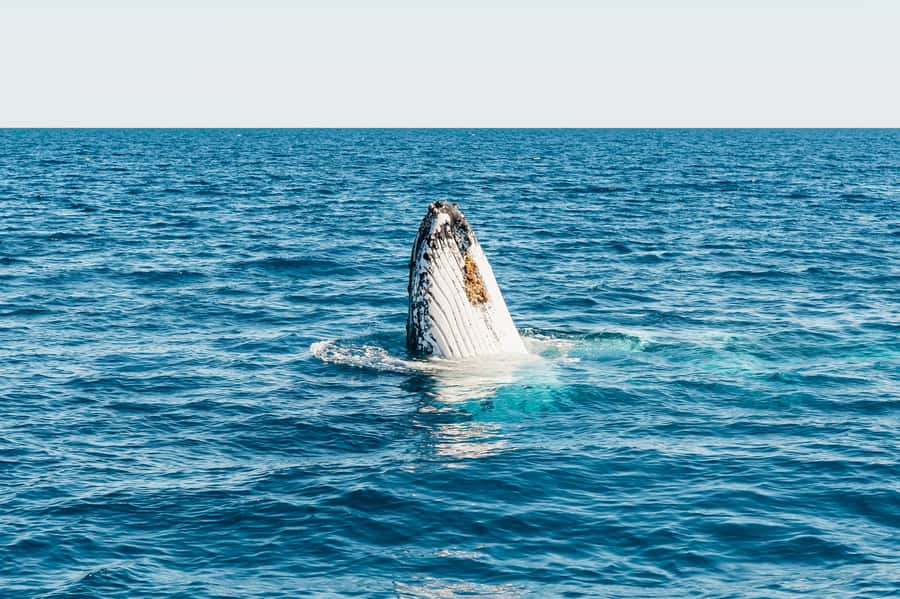 Hervey Bay: Exclusive Whale Watch Encounter - Timing and logistics: plan for a long day and easy boarding