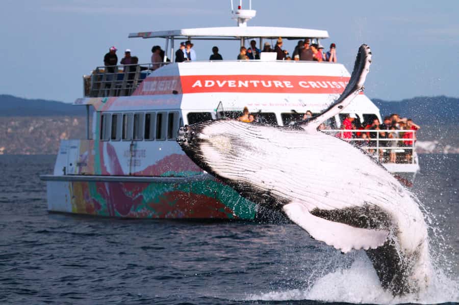 Hervey Bay: Half-Day Whale-Watching Cruise - Key reasons this cruise earns strong scores