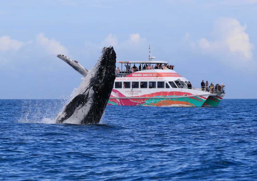 Hervey Bay: Half-Day Whale-Watching Cruise - Hervey Bay whale watching, on purpose-built boat comfort