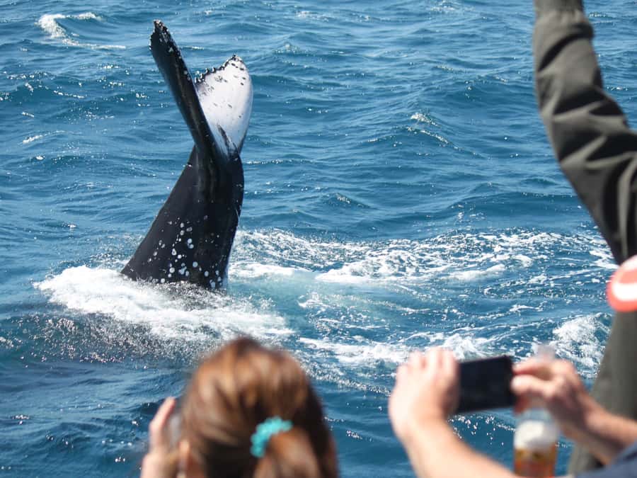 Hervey Bay: Half-Day Whale-Watching Cruise - The Amaroo experience: open decks, sea breeze, and multiple photo angles