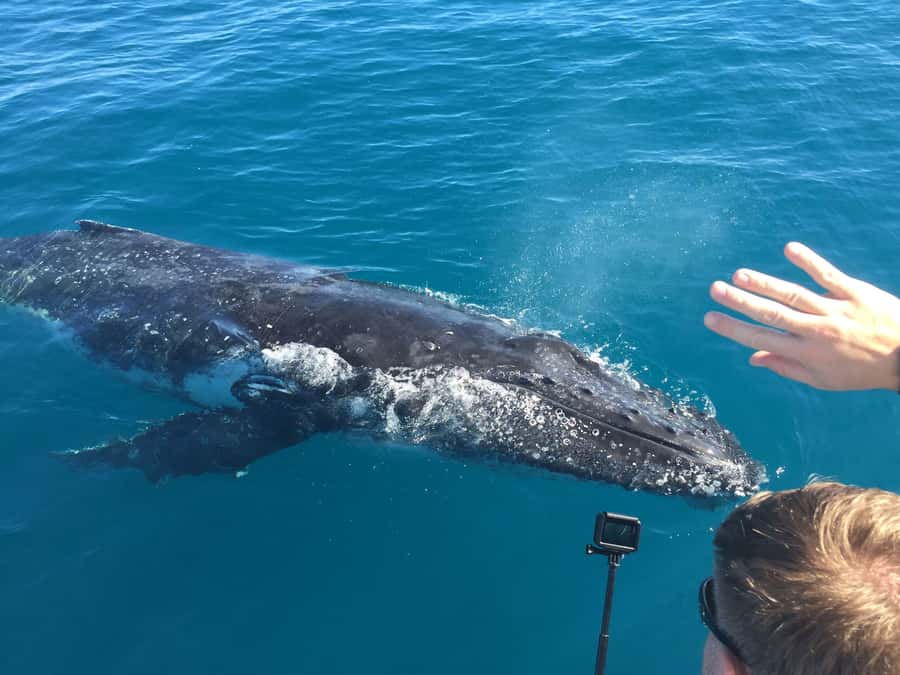 Hervey Bay: Half-Day Whale-Watching Cruise - How the crew turns sightings into real understanding