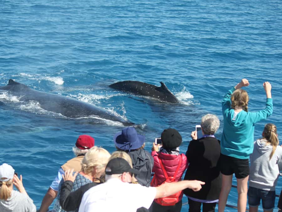 Hervey Bay: Half-Day Whale Watching Cruise - Watching From Every Deck Level, Not Just One Side