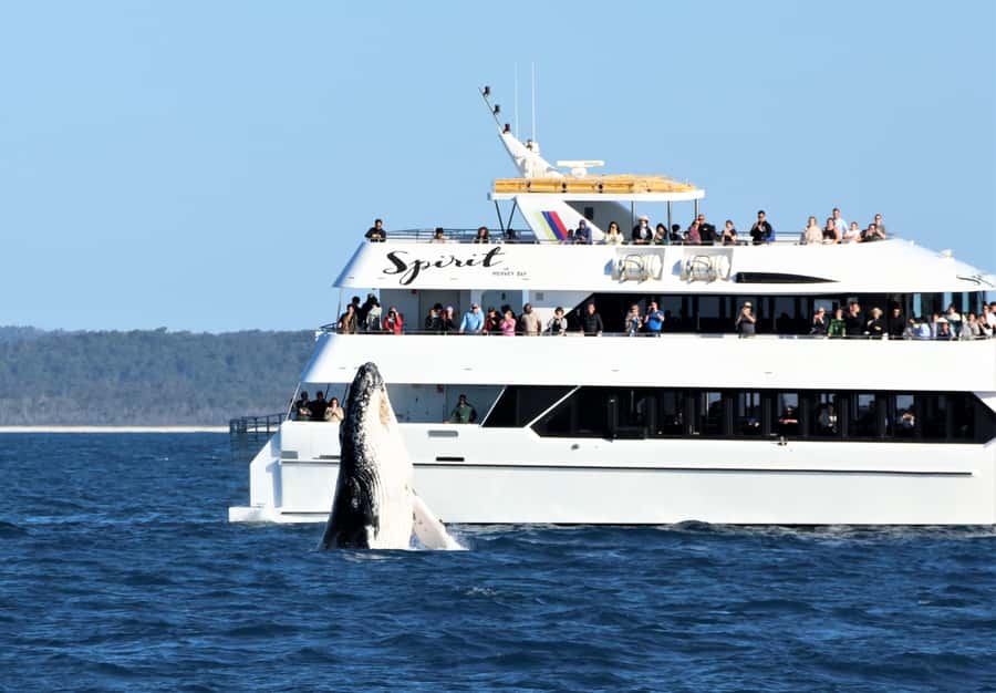 Hervey Bay: Half-Day Whale Watching Cruise - Hearing Whale Songs Through the Hydrophone