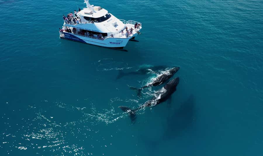 Hervey Bay: Half-Day Whale Watching Cruise with Meal - Hervey Bay’s Whale Heritage: why this area works
