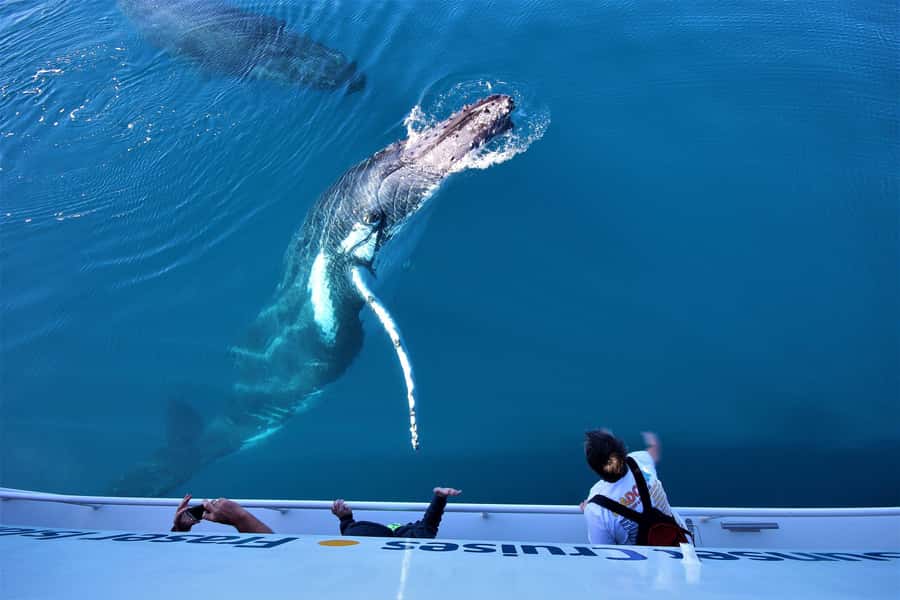 Hervey Bay: Half-Day Whale Watching Cruise with Meal - Getting to the marina and starting your cruise on time