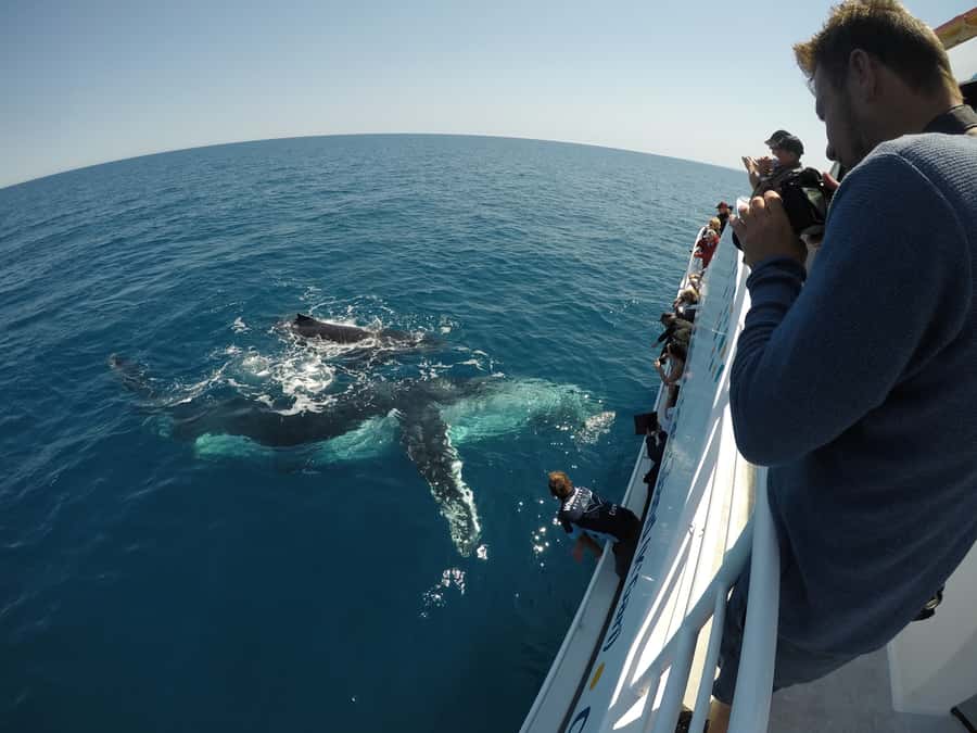 Hervey Bay: Half-Day Whale Watching Cruise with Meal - Lunch or dinner on the water: eating without losing whale time