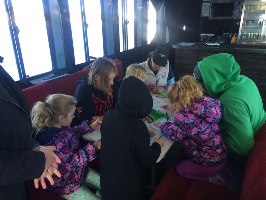 Hervey Bay: Half-Day Whale Watching Cruise with Meal - What you can spot besides humpbacks