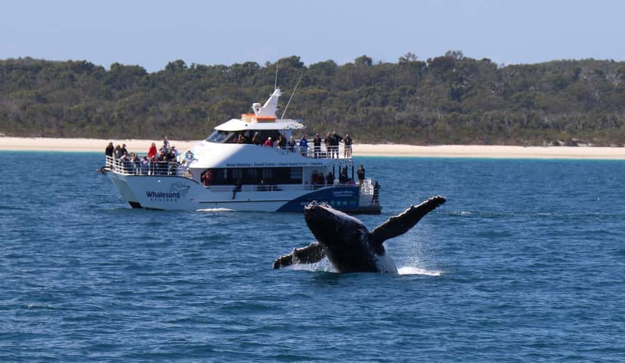 Hervey Bay: Half-Day Whale Watching Cruise with Meal - Listening to whale songs with the hydrophone