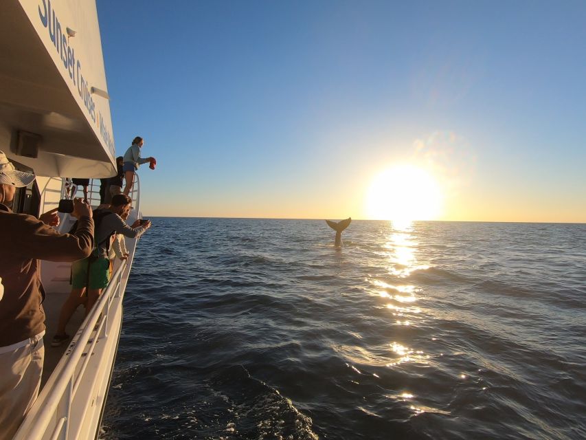 Hervey Bay: Half-Day Whale Watching Cruise with Meal - The crew and commentary: how the trip stays organized