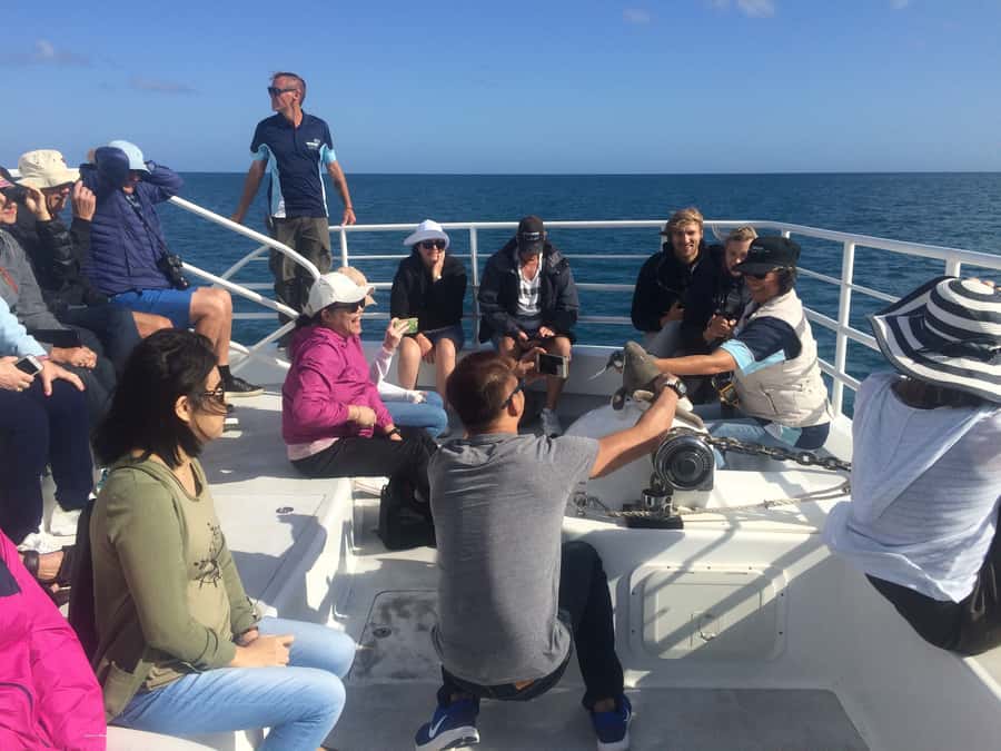 Hervey Bay: Half-Day Whale Watching Cruise with Meal - Whalesong Cruises aboard the catamaran: comfort you’ll actually feel