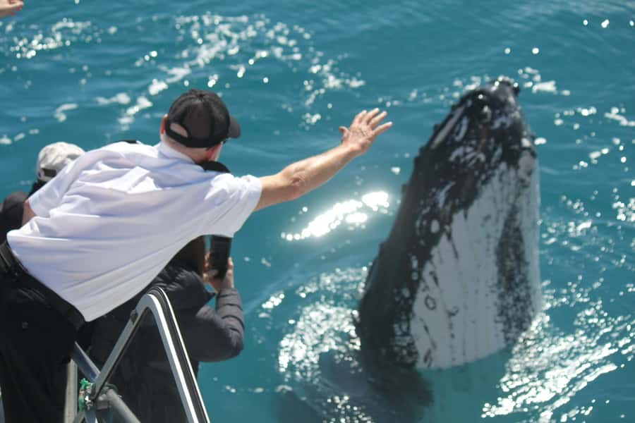 Hervey Bay: Half-Day Whale-Watching Cruise - Where you board, and how the day starts smoothly