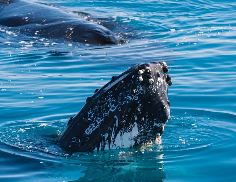 Hervey Bay: Humpback Whale-Watching Half-Day Cruise - Quick Cat II in Hervey Bay, and why the boat matters for whales