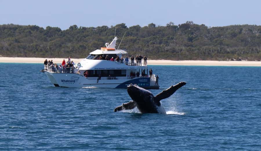 Hervey Bay: Pre-season Whale and Dolphin Watching Cruise - What to bring so weather does not spoil your day