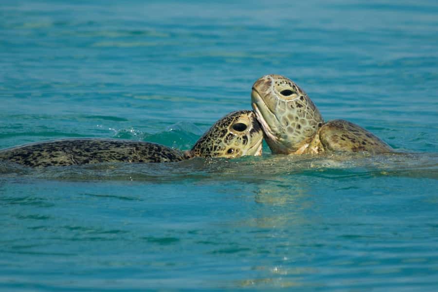 Hervey Bay: Turtle Discovery Eco Tour - Price and value: is $77 for 3 hours fair?