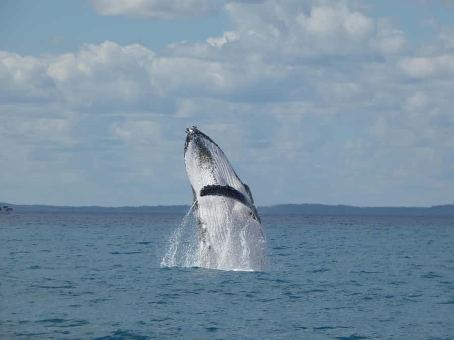 Hervey Bay: Ultimate Whale Watching Experience - Hervey Bay’s Whale Heritage Site: why this area is special