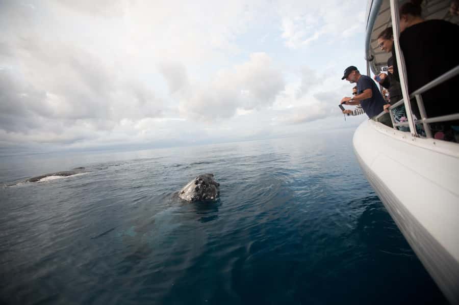 Hervey Bay: Ultimate Whale Watching Experience - The best way to get great photos without losing the moment