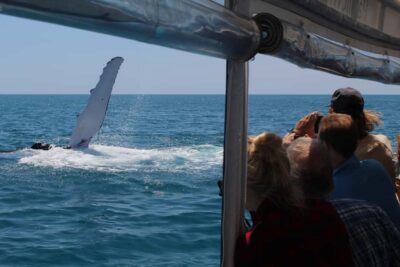 Ultimate Whale Watching Experience