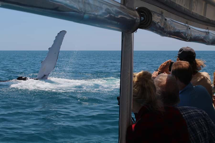 Hervey Bay: Ultimate Whale Watching Experience - Should you book this Hervey Bay whale watching experience?