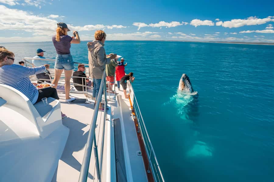 Hervey Bay Whale Odyssey Cruise - Key points to know before you book
