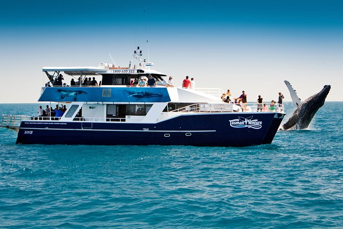 Hervey Bay Whale Watching Cruise - Why Hervey Bay humpbacks are special, and what this cruise is built around