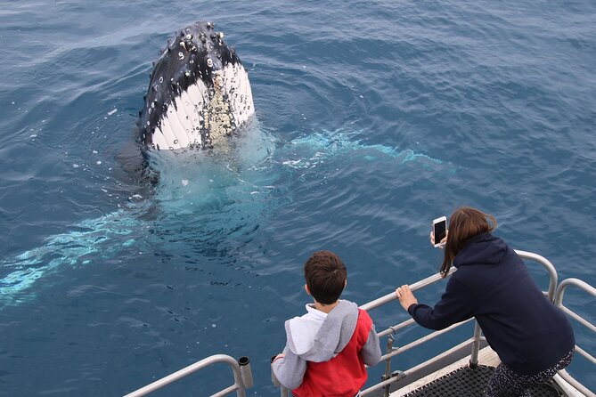 Hervey Bay Whale Watching Cruise - Hydrophones plus live commentary in six languages