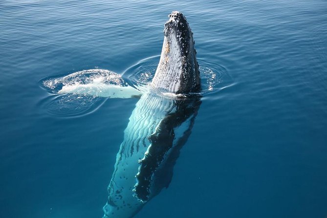 Hervey Bay Whale Watching Cruise - What the included food and drinks actually add to the day