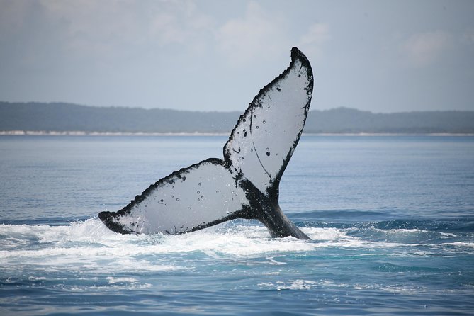 Hervey Bay Whale Watching Cruise - Family comfort: toys, DVDs, and real support from the crew