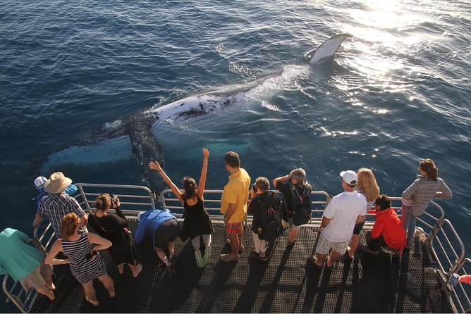 Hervey Bay Whale Watching Cruise - Whale sightings guarantee, explained in plain terms