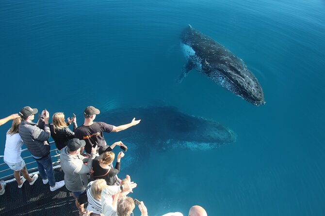 Hervey Bay Whale Watching Cruise - Price and value: about $111.17 per person, and what you get for it