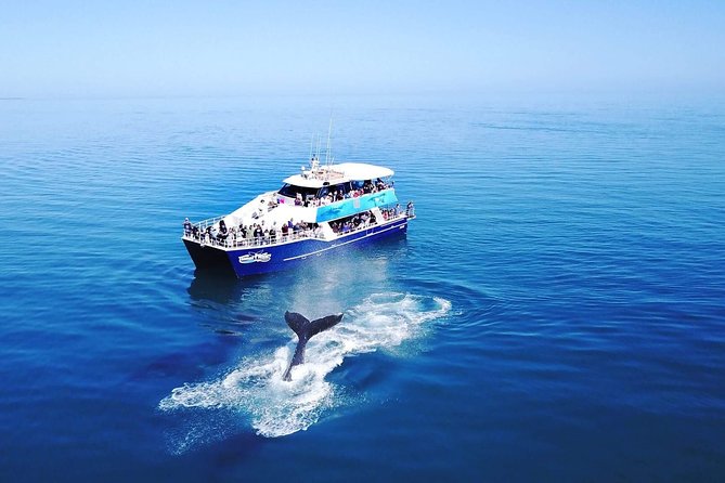 Hervey Bay Whale Watching Cruise - Two viewing modes that make a real difference: underwater windows and the outdoor platform