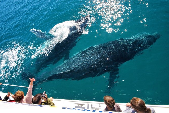 Hervey Bay Whale Watching Experience - Two cruise lengths, two moods: morning or afternoon and sunset