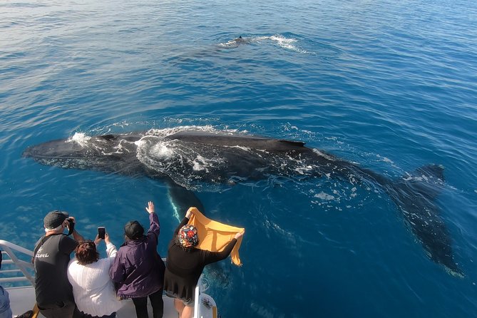 Hervey Bay Whale Watching Experience - What spotting can look like, from quiet surfacing to big theatrics