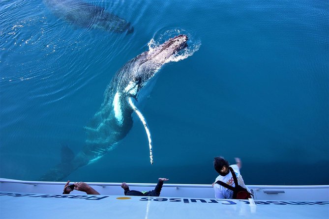 Hervey Bay Whale Watching Experience - Onboard setup that makes a difference: decks, hydrophone, underwater views
