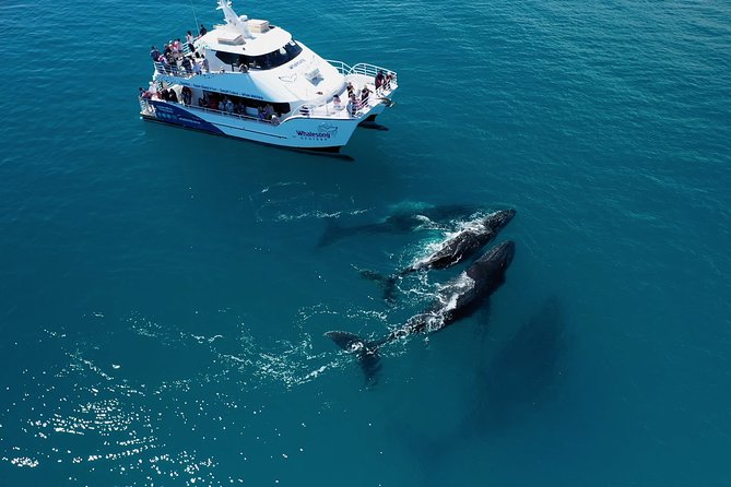 Hervey Bay Whale Watching Experience - The easy part: pickup, marina start, and how the day runs