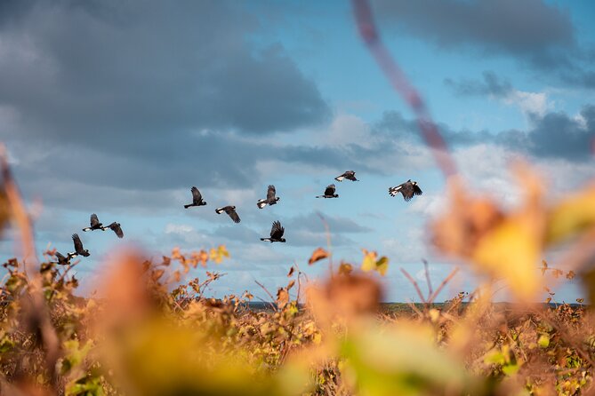 Hidden Gems: Boutique Full-Day Wine, Farm & Lunch Tour - Gracetown coastal break: dolphins, surfers, and possible whales