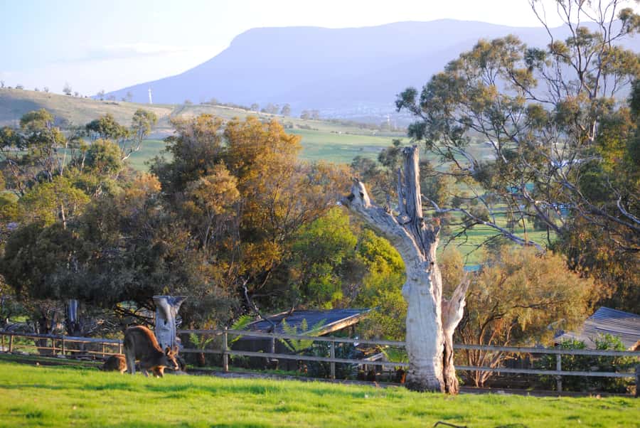 Hobart: Admission Ticket to Bonorong Wildlife Sanctuary - Quick take: what makes Bonorong special