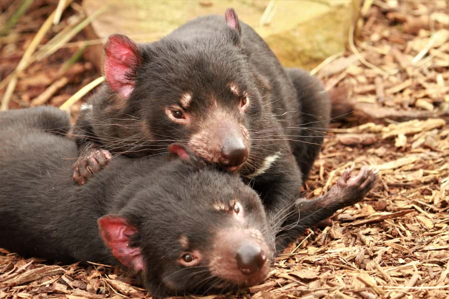 Hobart: Admission Ticket to Bonorong Wildlife Sanctuary - Bonorong in Hobart: a sanctuary ticket that feels personal