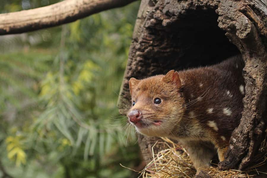 Hobart: Admission Ticket to Bonorong Wildlife Sanctuary - Hand-feeding free-roaming kangaroos without the chaos