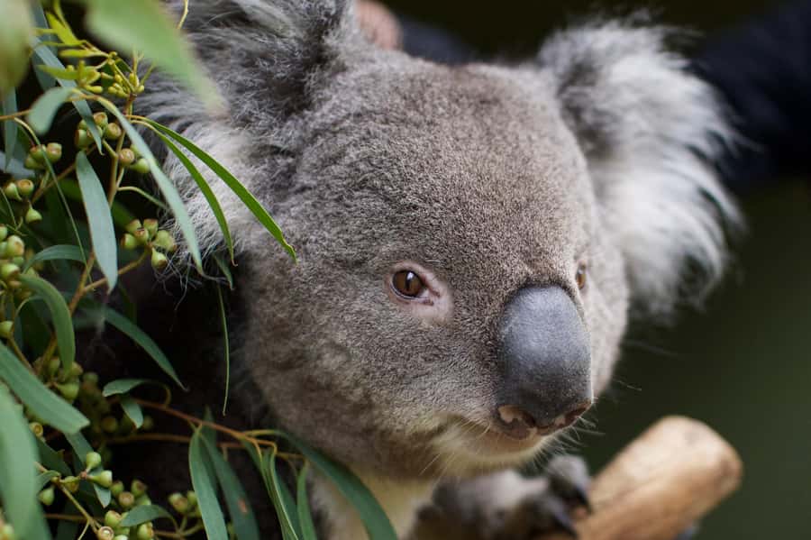 Hobart: Admission Ticket to Bonorong Wildlife Sanctuary - Food and practical basics you should plan for