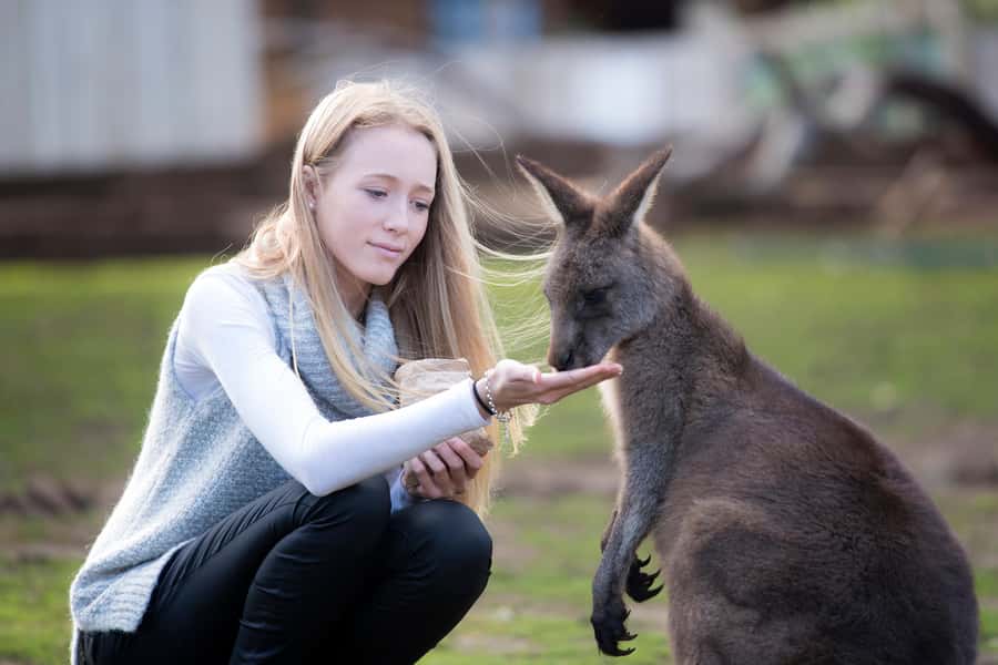 Hobart: Admission Ticket to Bonorong Wildlife Sanctuary - What you get for the $25 ticket in real life