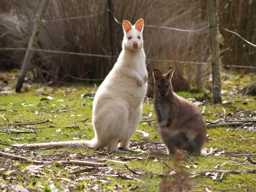 Hobart: Bruny Island Food, Sightseeing & Lighthouse Day Tour - A 10-hour Bruny Island food and lighthouse loop from Hobart