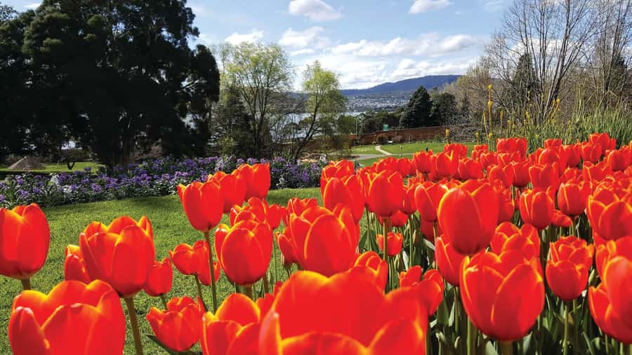Hobart City Sightseeing Tour including MONA Ticket - Key Things You’ll Notice on This Tour